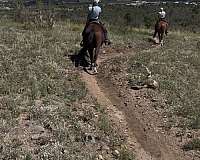 trail-riding-mustang-horse