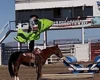 sorrel-socks-horse