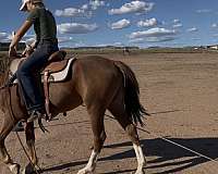 athletic-mustang-horse