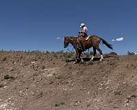 beginner-mustang-horse