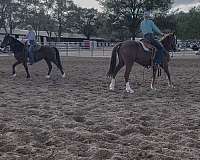 kid-safe-mustang-horse