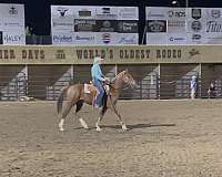 natural-horsemanship-training-mustang-horse
