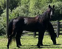 black-rocky-mountain-mare