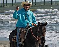 black-mare-for-sale