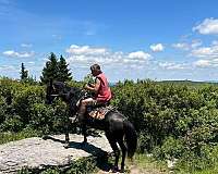 14-hand-rocky-mountain-mare