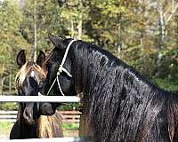 black-rmha-mare
