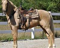 racking-horses-for-sale-tennessee-walking