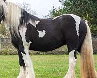 black-gypsy-vanner-palomino-broodmare