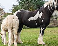 palomino-gypsy-vanner-broodmare