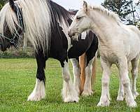 palomino-gypsy-vanner-foal
