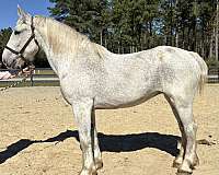 great-trail-horse-percheron