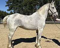 great-trail-percheron-horse