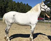 back-percheron-horse