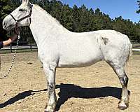 broodmare-percheron-horse