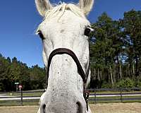 canter-percheron-horse