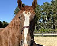 18-hand-belgian-gelding
