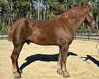 sorrel-gelding-for-sale