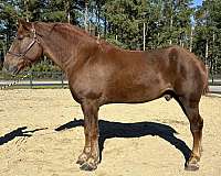 sorrel-belgian-gelding