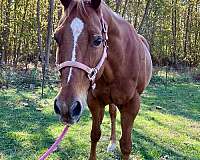 all-around-quarter-horse