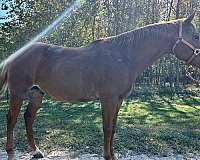 finished-quarter-horse