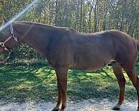 athletic-quarter-horse