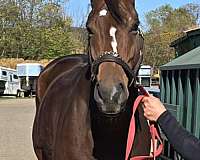bay-yes-horse