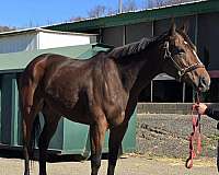 breeding-thoroughbred-horse