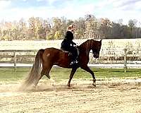 ahpa-half-arabian-horse
