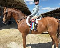 arabian-breeders-half-horse