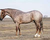 rodeo-welsh-cob-pony