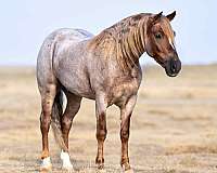 roping-welsh-cob-pony