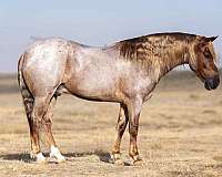 western-riding-welsh-cob-pony