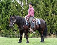 companion-fell-pony