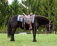 flashy-fell-pony