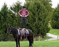 kid-safe-fell-pony