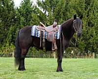 show-fell-pony