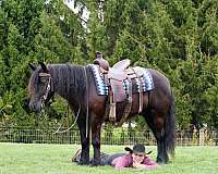 trail-fell-pony