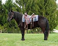trail-riding-fell-pony