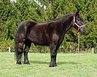 black-all-around-pony