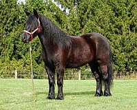 black-athletic-pony