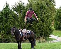 black-beginner-pony