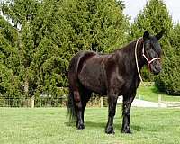 black-fell-pony-gelding