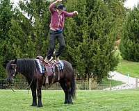black-companion-pony