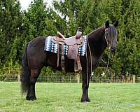 youth-fell-pony
