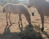 dun-nfhr-horse