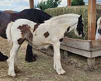 tobiano-horse