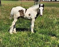 black-tobiano-horse