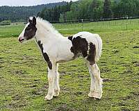all-around-gypsy-vanner-horse
