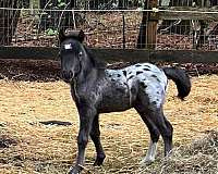 appaloosa-horse