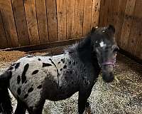 black-appaloosa-horse